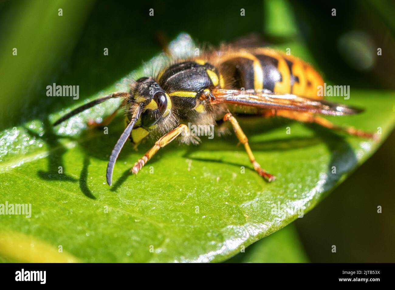 Immagine macro di una vespa regina comune (Vespula vulgaris) su una foglia primo piano che mostra i modelli sui suoi occhi composti, Yorkshire, Inghilterra, UK Foto Stock