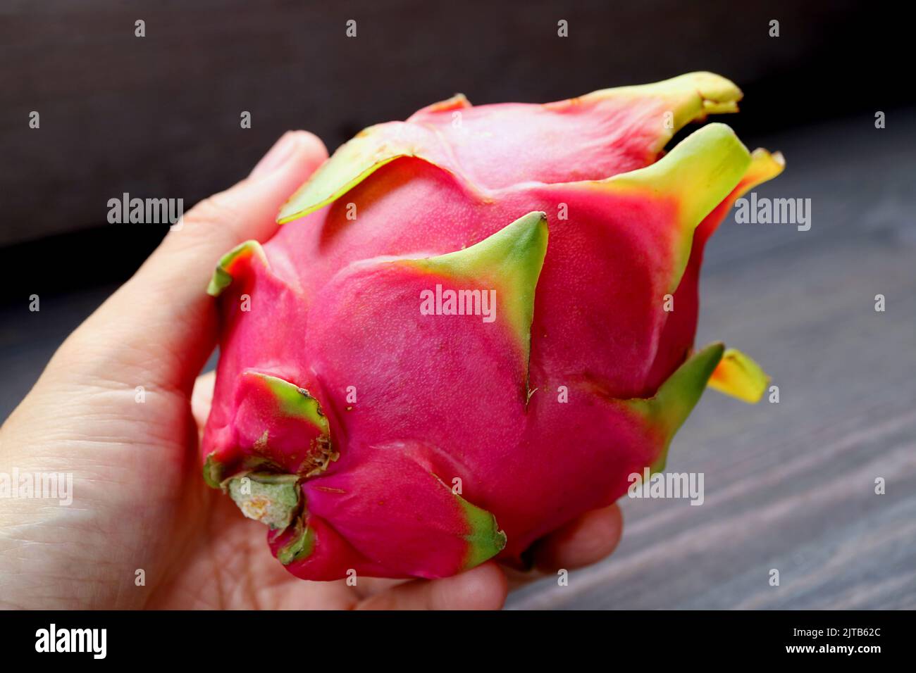 Closeup un fresco maturo Hot Pink Dragon frutta in una mano Foto Stock