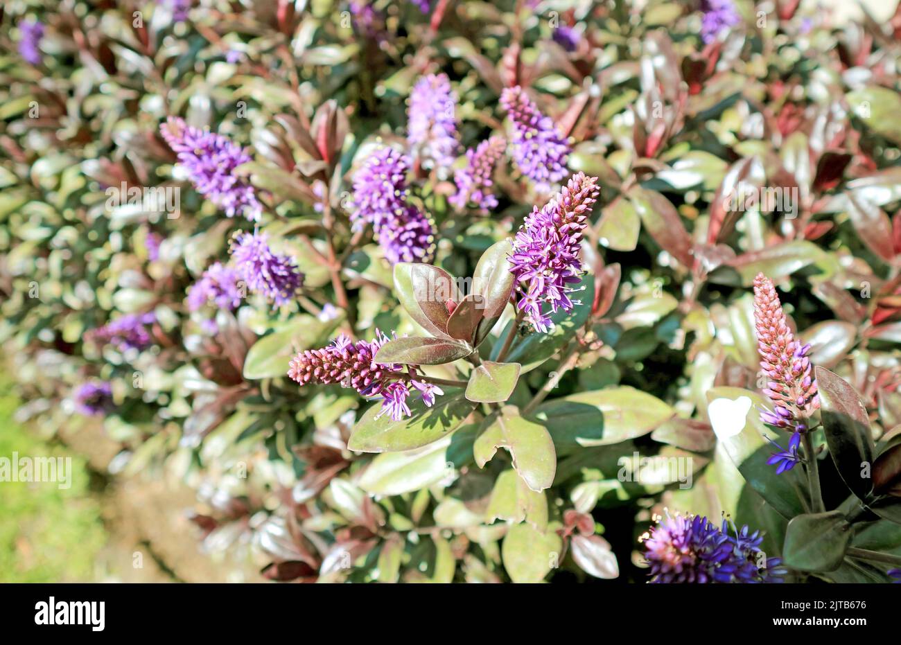 Primo piano dei fiori di lupino viola che sbocciano alla luce del sole Foto Stock