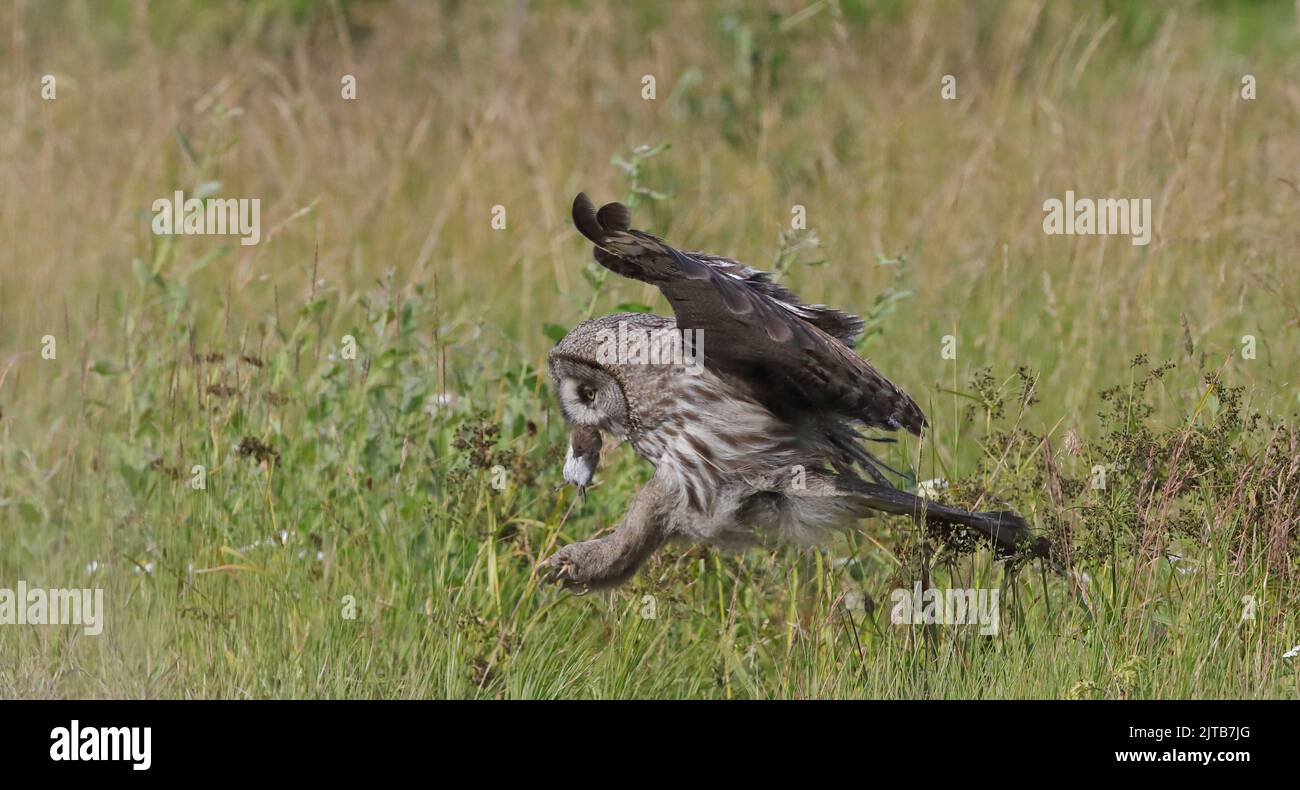 Grande gufo grigio, volando con volpe in becco Foto Stock