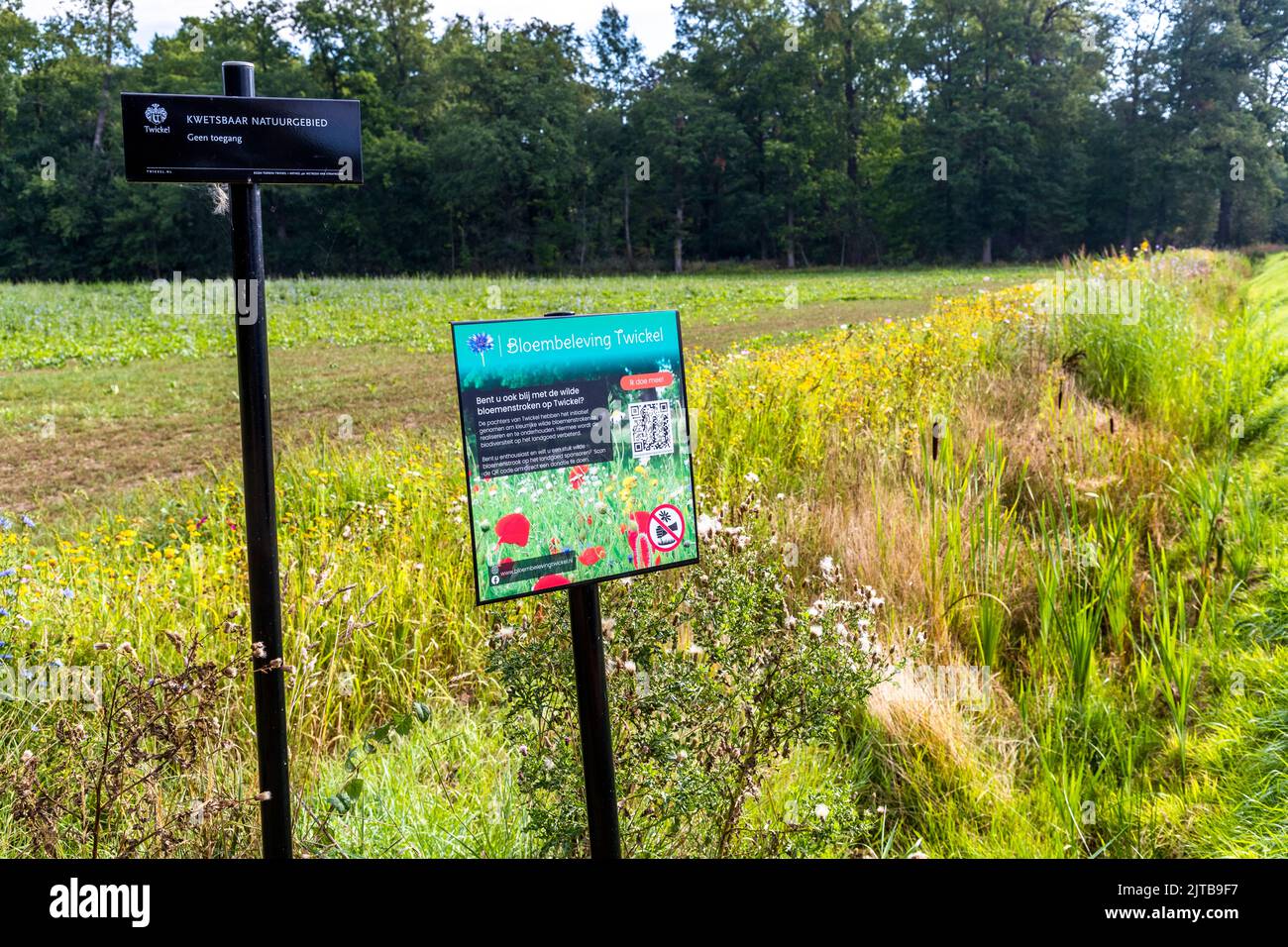 Verga fiorente su un prato a Hof van Twente, Paesi Bassi Foto Stock