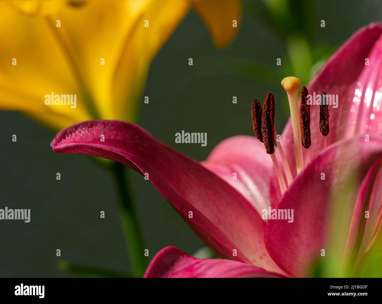 Macrofo dalla fioritura di un giglio rosa (Lilium Bulbiferum). Foto Stock