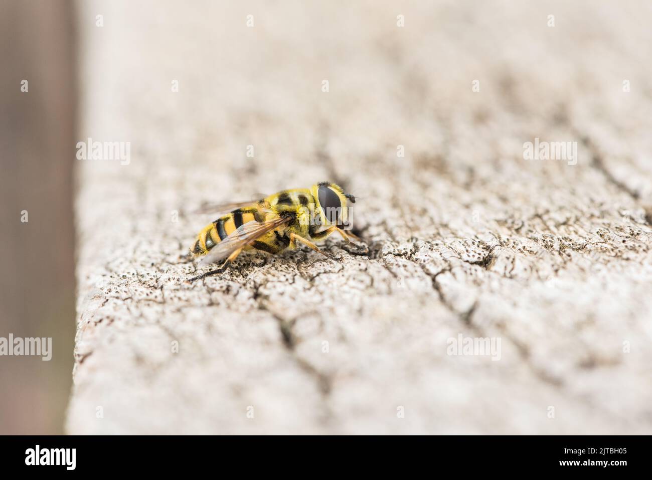Batman Hoverfly a riposo (Myathropa floriea) Foto Stock