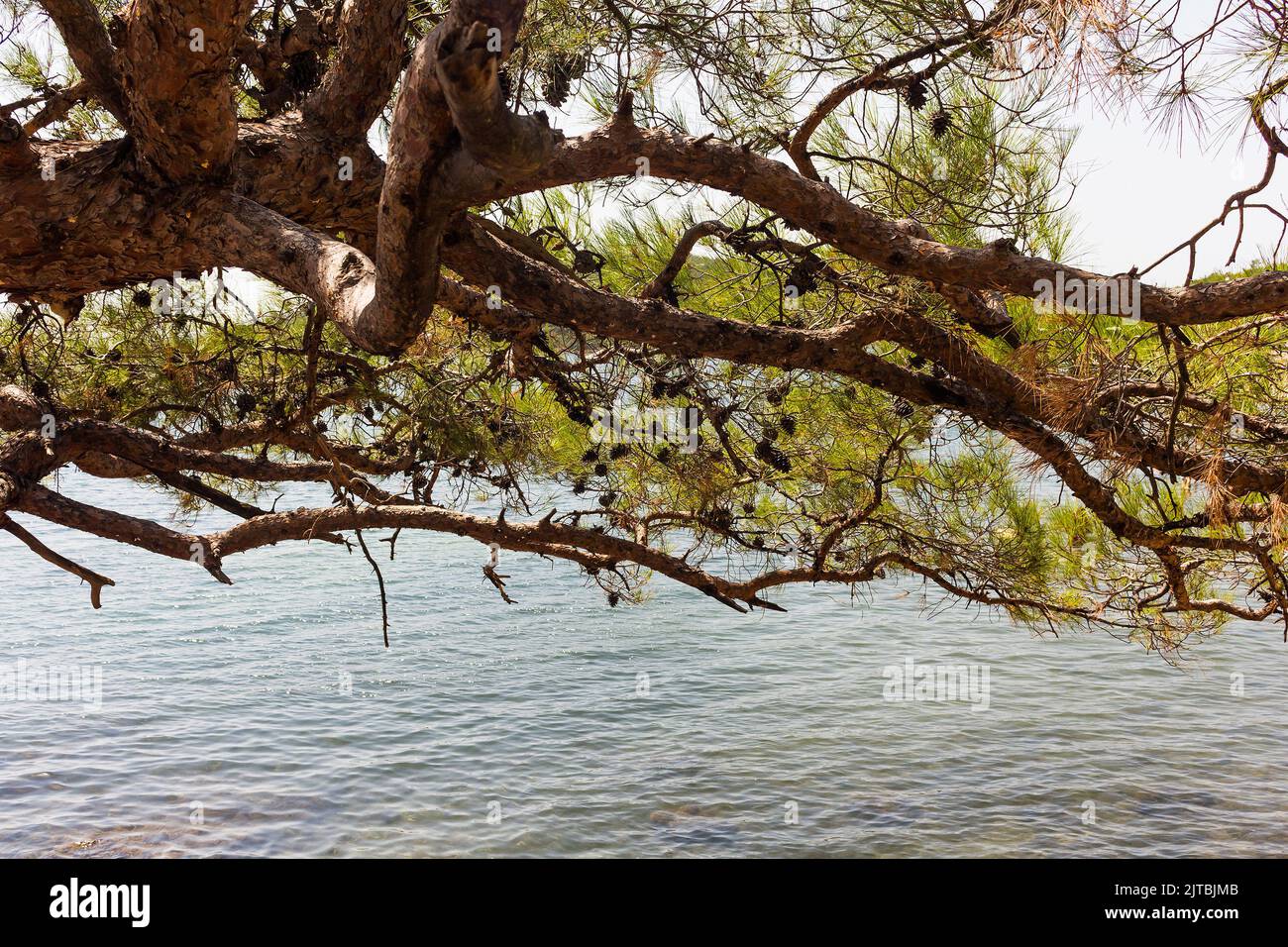 Vista ravvicinata di un pino chiamato Pinus brutia nella costa egea della Turchia. E' una giornata estiva di sole. Foto Stock