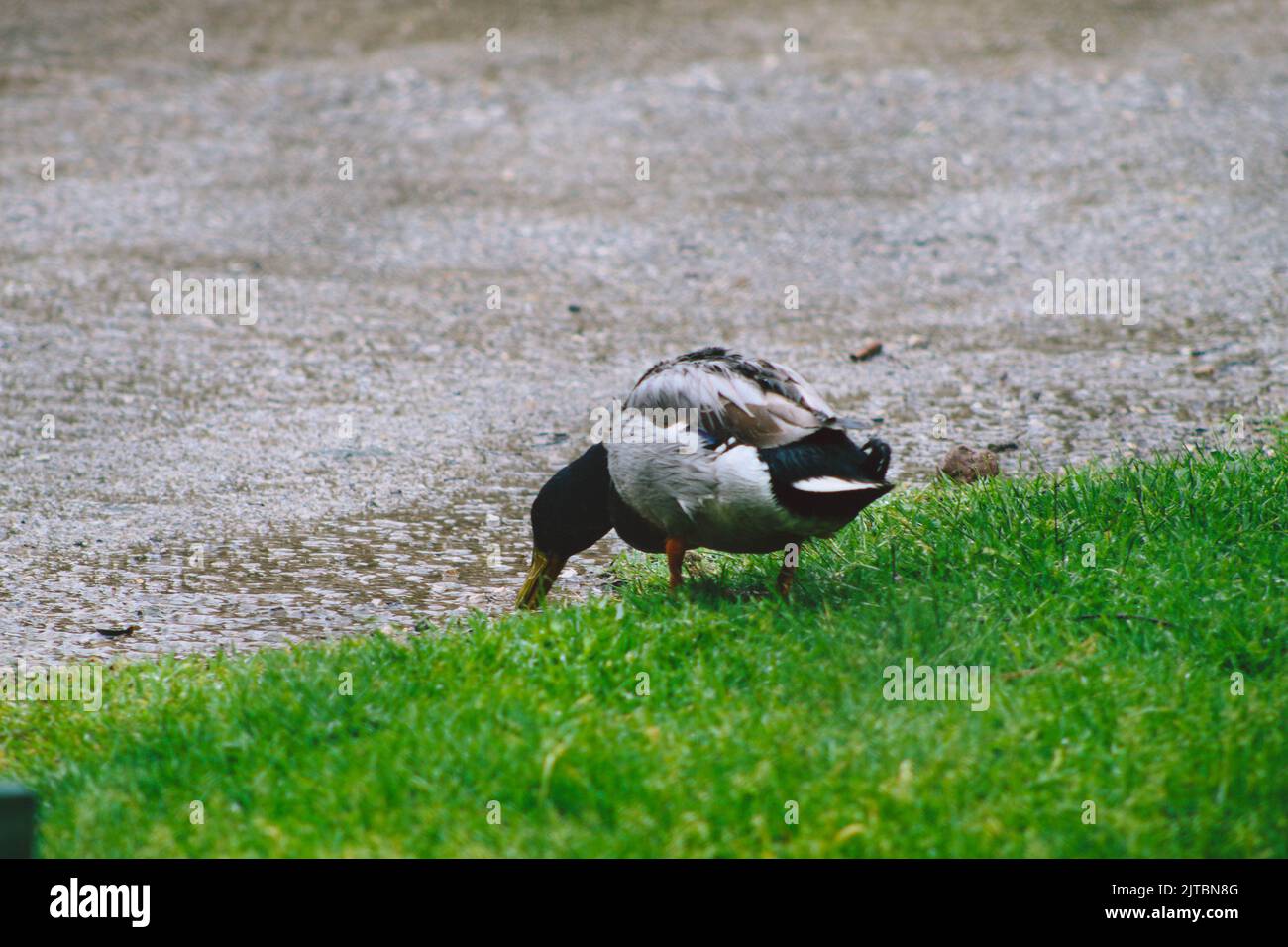 L'anatra sta bevendo acqua vicino al prato in una giornata piovosa, fuoco selettivo Foto Stock