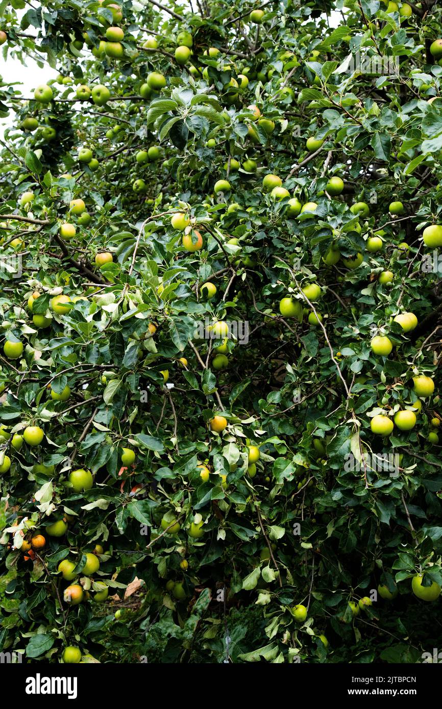 Un raccolto pesante di mangiare e cucinare mele maturando su alberi in un giardino residenziale a Huddersfield, West Yorkshire a fine agosto Foto Stock