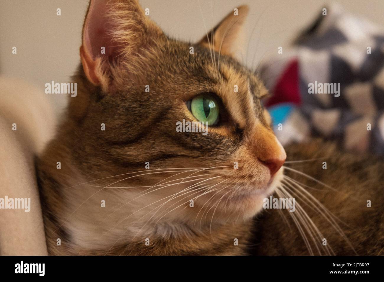 gatto della casa su un divano Foto Stock