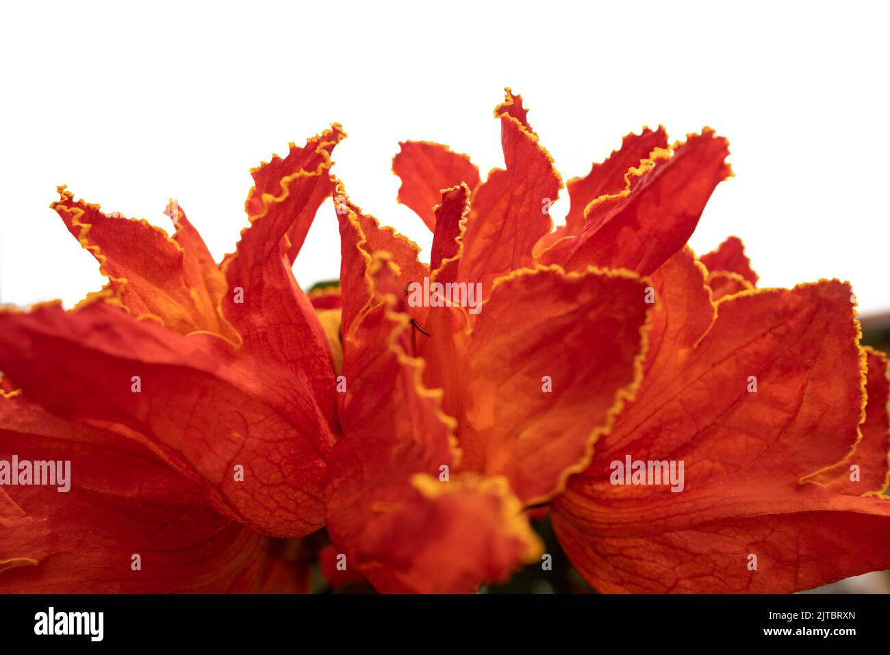 Albero di tulipano africano fiore. Petali arancioni primo piano su sfondo bianco Foto Stock