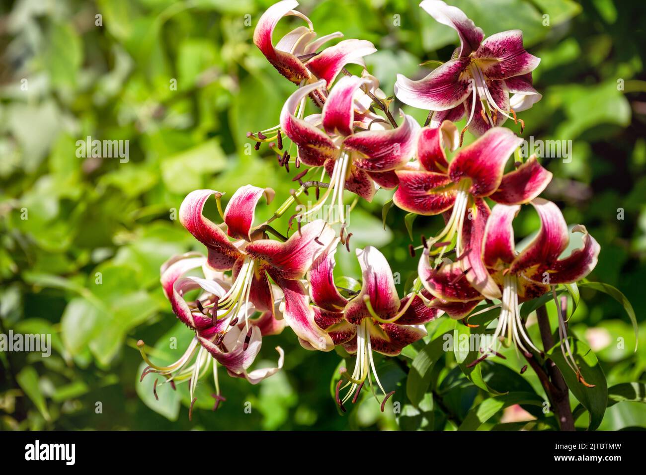 Lily della varietà Scheherazade con fiori rosso-bianchi del gruppo degli ibridi Oriental-tubular (OT). Pianta decorativa in giardino Foto Stock