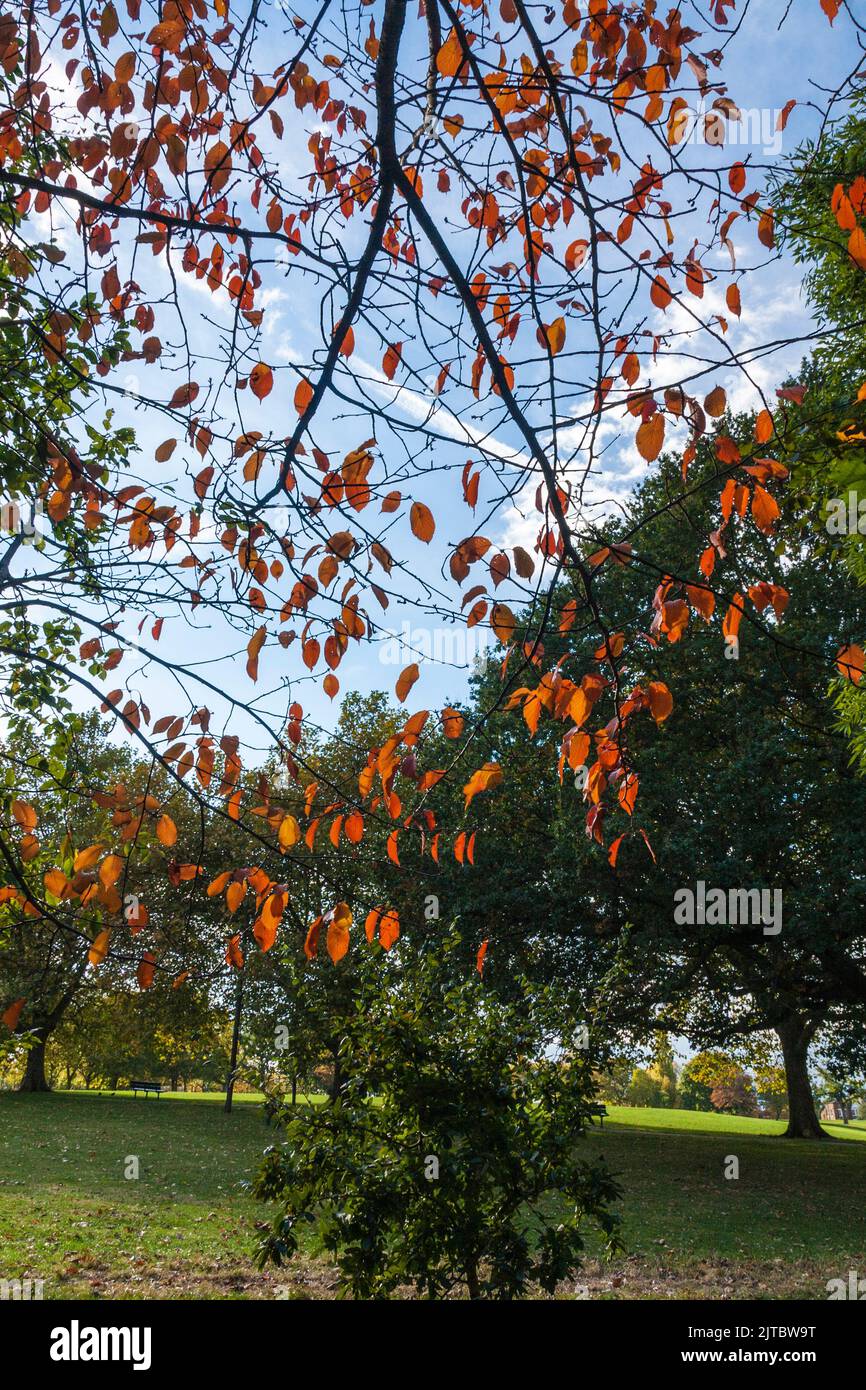Gli alberi autum colorati in campi collinari, Brockley, Londra, Inghilterra, Regno Unito Foto Stock Gli alberi autum colorati in campi collinari, Brockley, Londra, Inghilterra, Regno Unito Foto Stock