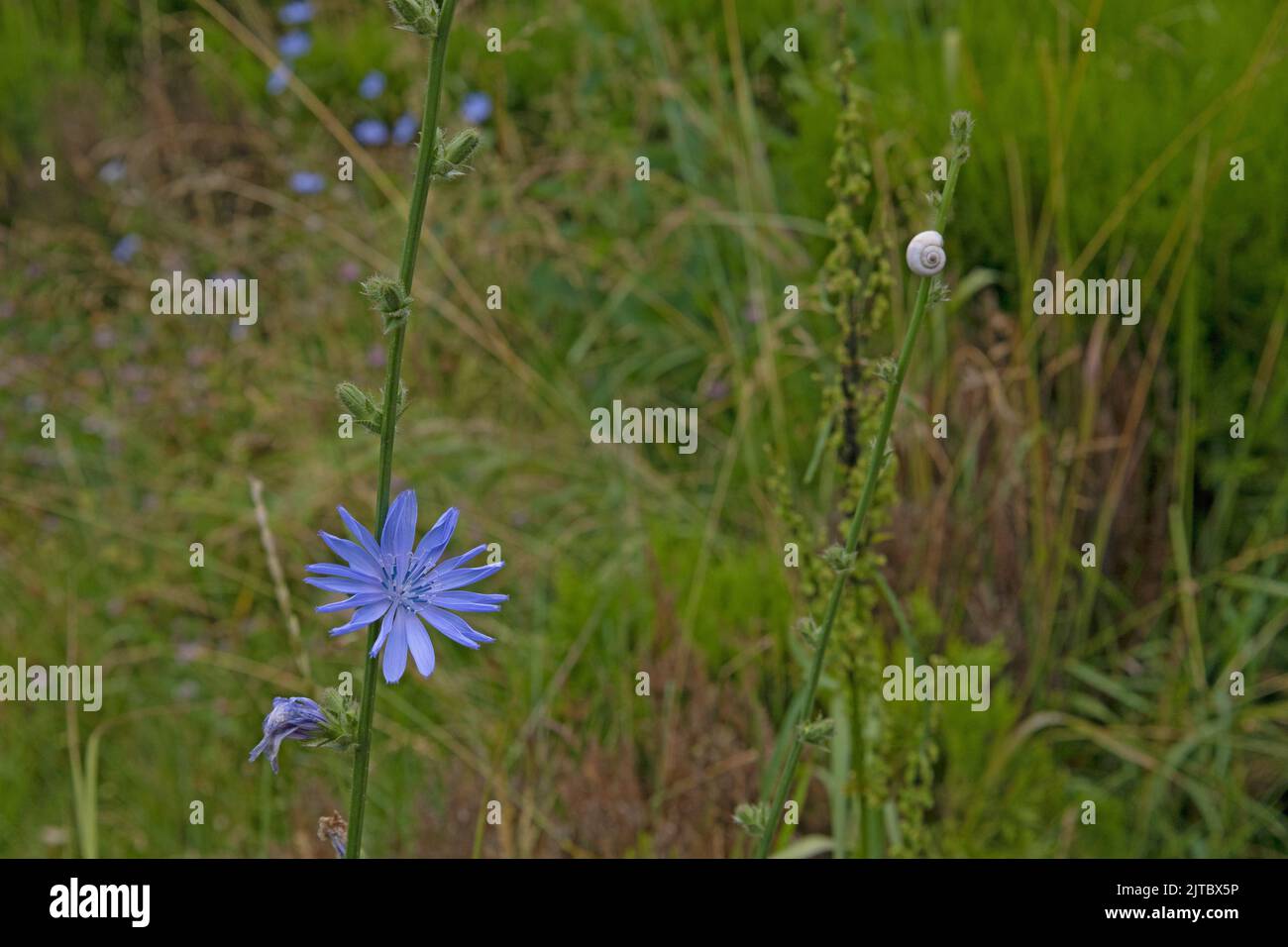 Vista ravvicinata di un fiore viola blu concentrato e di una lumaca sfocata con una conchiglia bianca nell'erba, profondità bassa Foto Stock