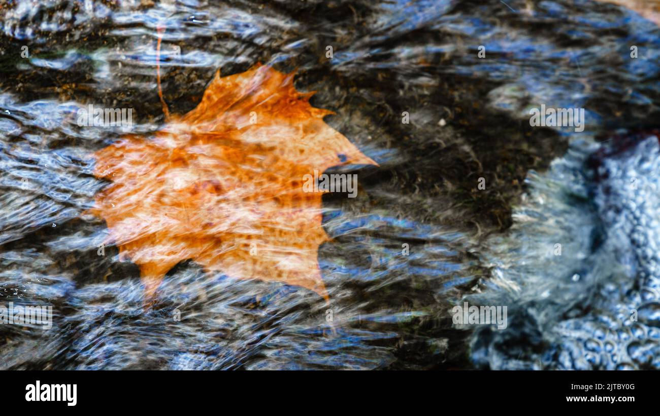 Foglia di acero sott'acqua a Raven Creek a Lexington, Kentucky Foto Stock