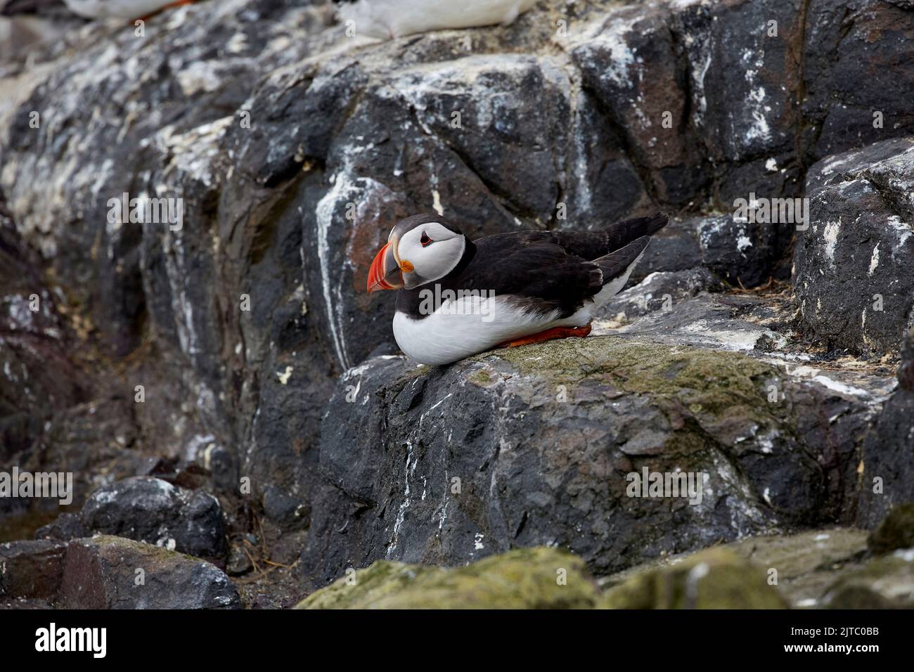 Puffin appoggiato sul dondolo Foto Stock