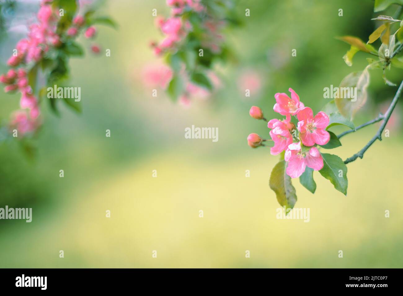 Ramificazione con fiori rosa su sfondo sfocato verde scuro Foto Stock