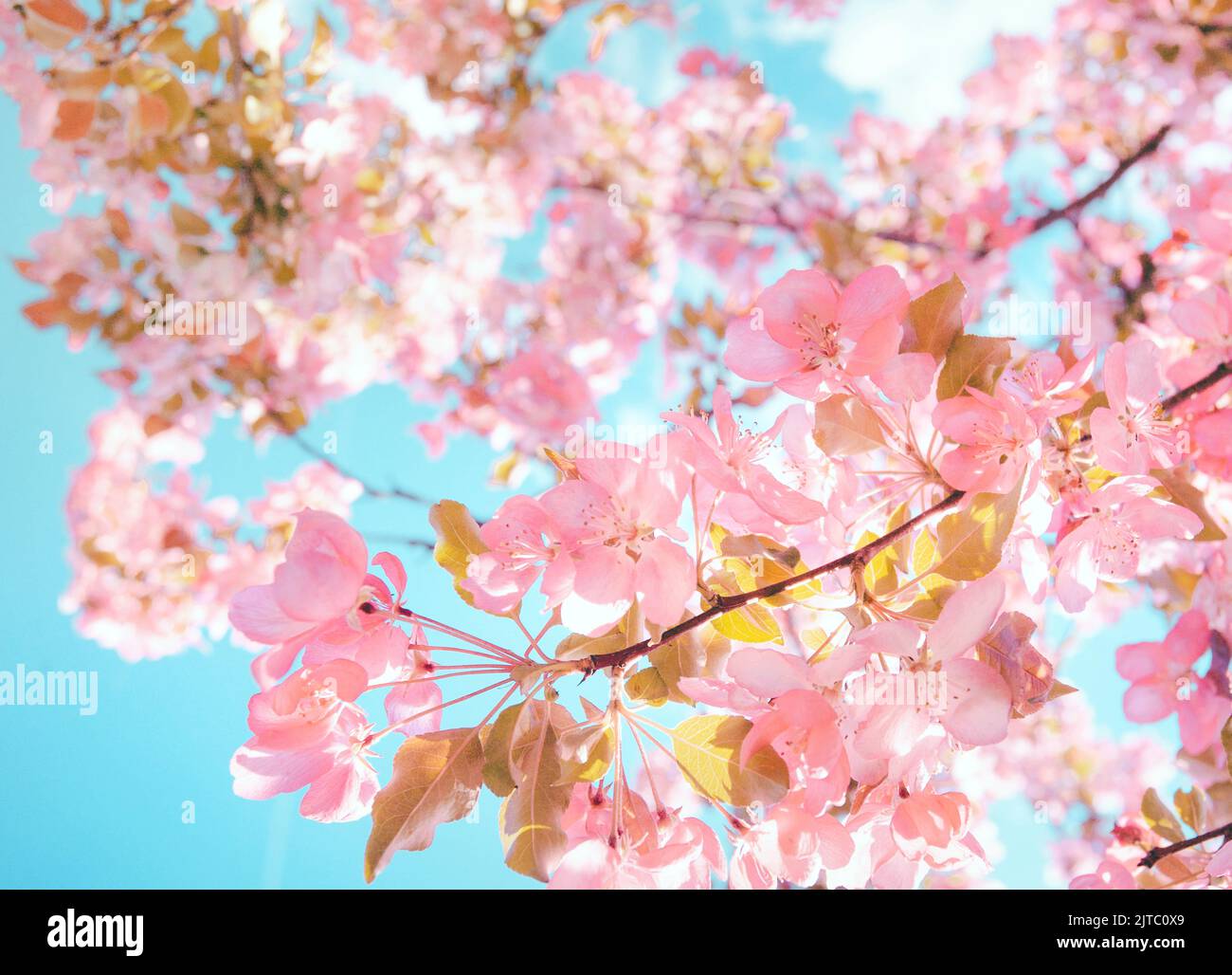 Ramo con fiori rosa su sfondo blu sfocato Foto Stock