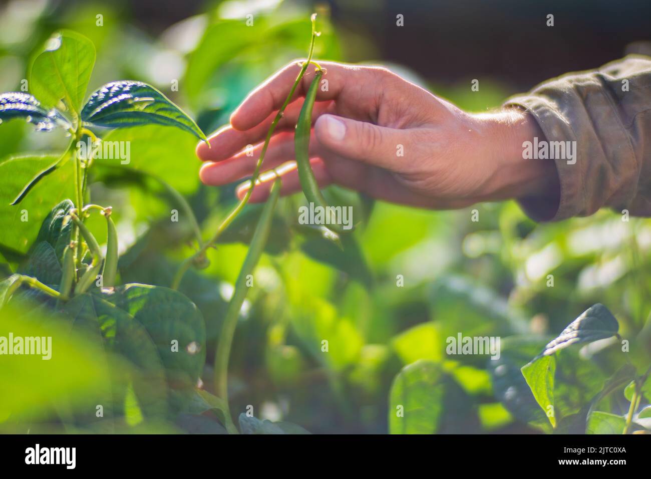 La mano dell'agricoltore tocca i raccolti agricoli da vicino. Vegetali crescenti nel giardino. Cura e manutenzione del raccolto. Prodotti ecologici Foto Stock