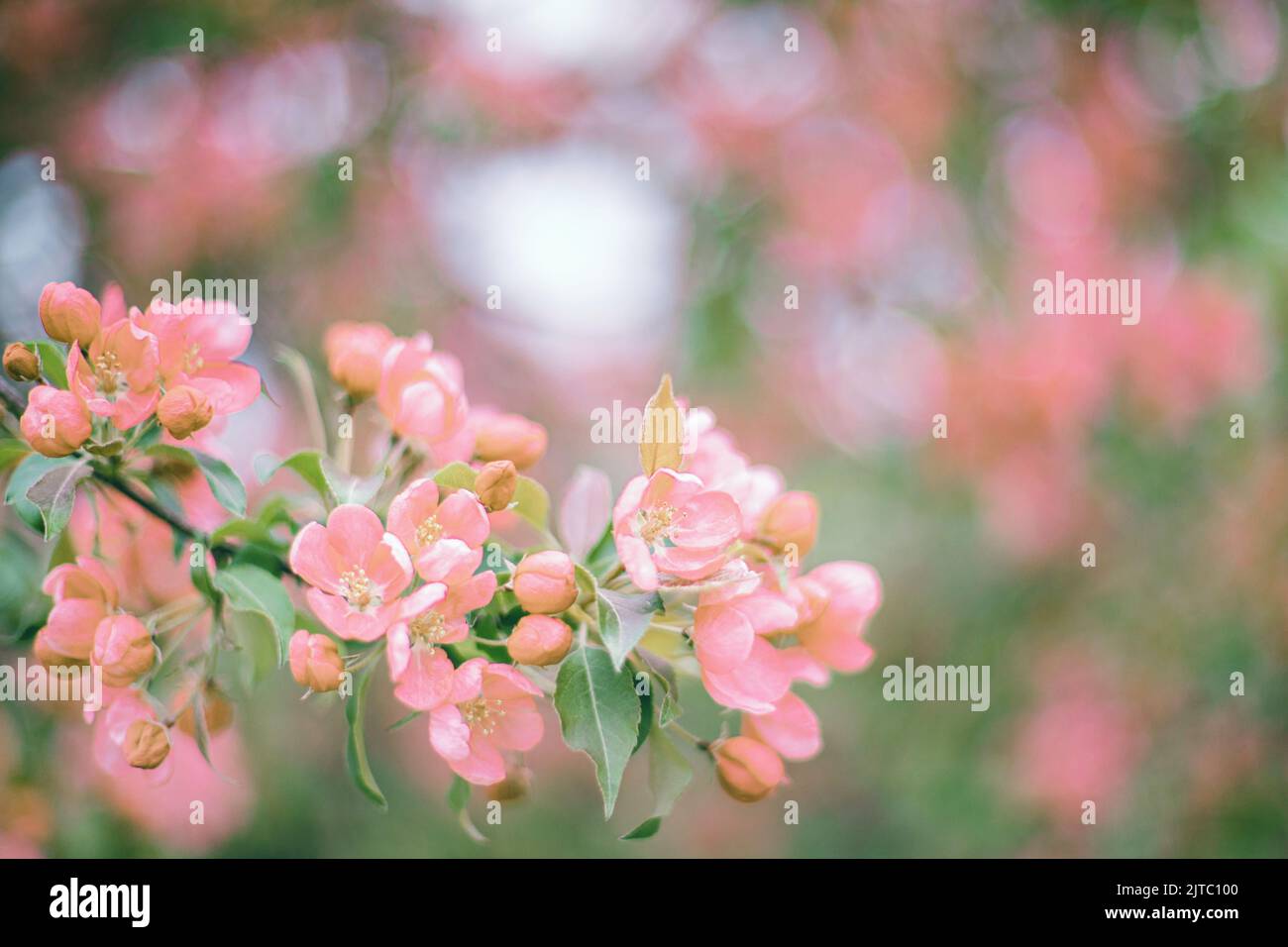 Ramificazione con fiori rosa su sfondo sfocato verde scuro Foto Stock