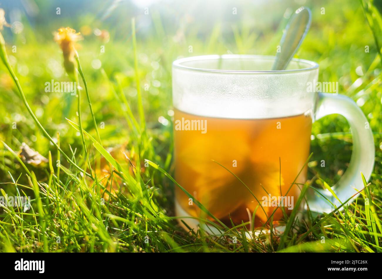 Tazza trasparente con tè nero caldo fresco. Bellissimo sfondo verde della natura al mattino presto con i raggi del sole caldo. Bevanda rinvigorente Foto Stock