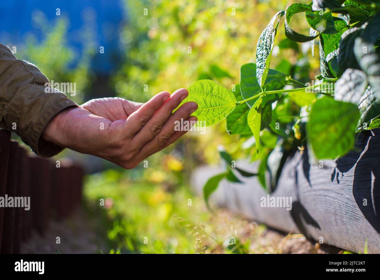 La mano dell'agricoltore tocca i raccolti agricoli da vicino. Vegetali crescenti nel giardino. Cura e manutenzione del raccolto. Prodotti ecologici Foto Stock