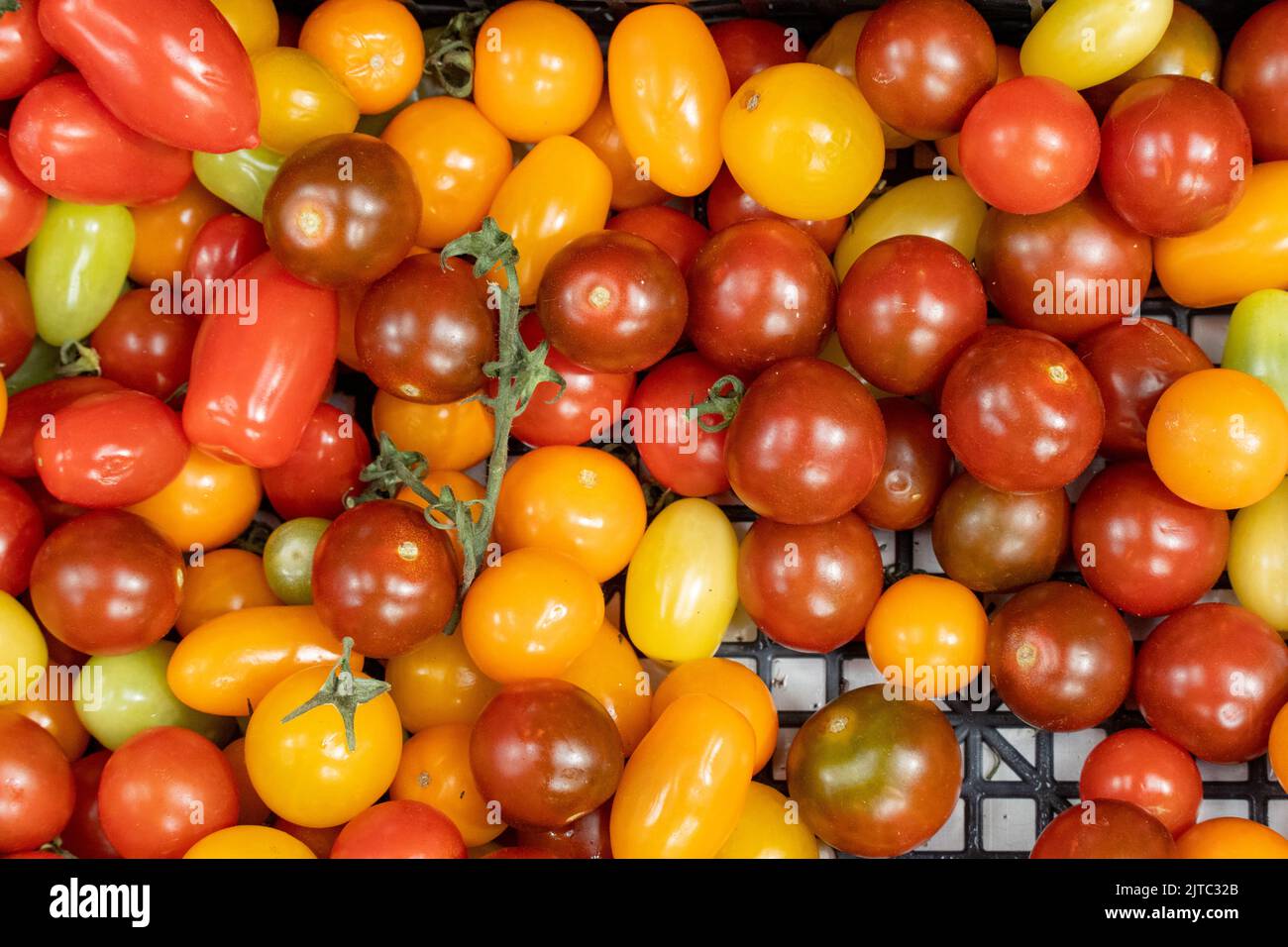 Varietà di pomodori, compreso il pomodoro di ciliegia, vista dall'alto Foto Stock
