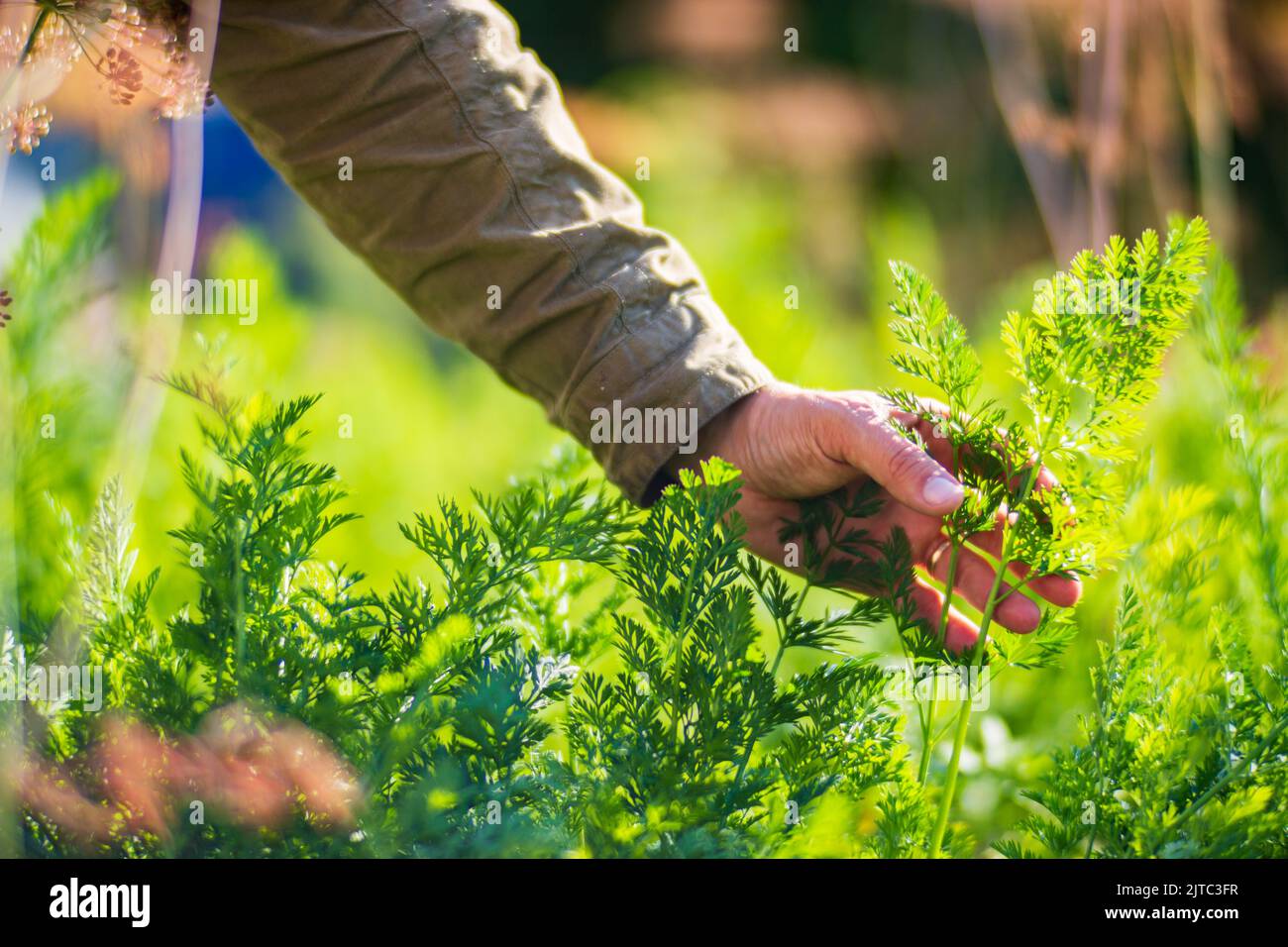 La mano dell'agricoltore tocca i raccolti agricoli da vicino. Vegetali crescenti nel giardino. Cura e manutenzione del raccolto. Prodotti ecologici Foto Stock