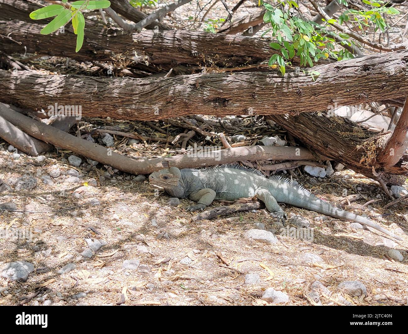 Un colpo ad angolo alto di una iguana che si aggirano sotto un albero Foto Stock