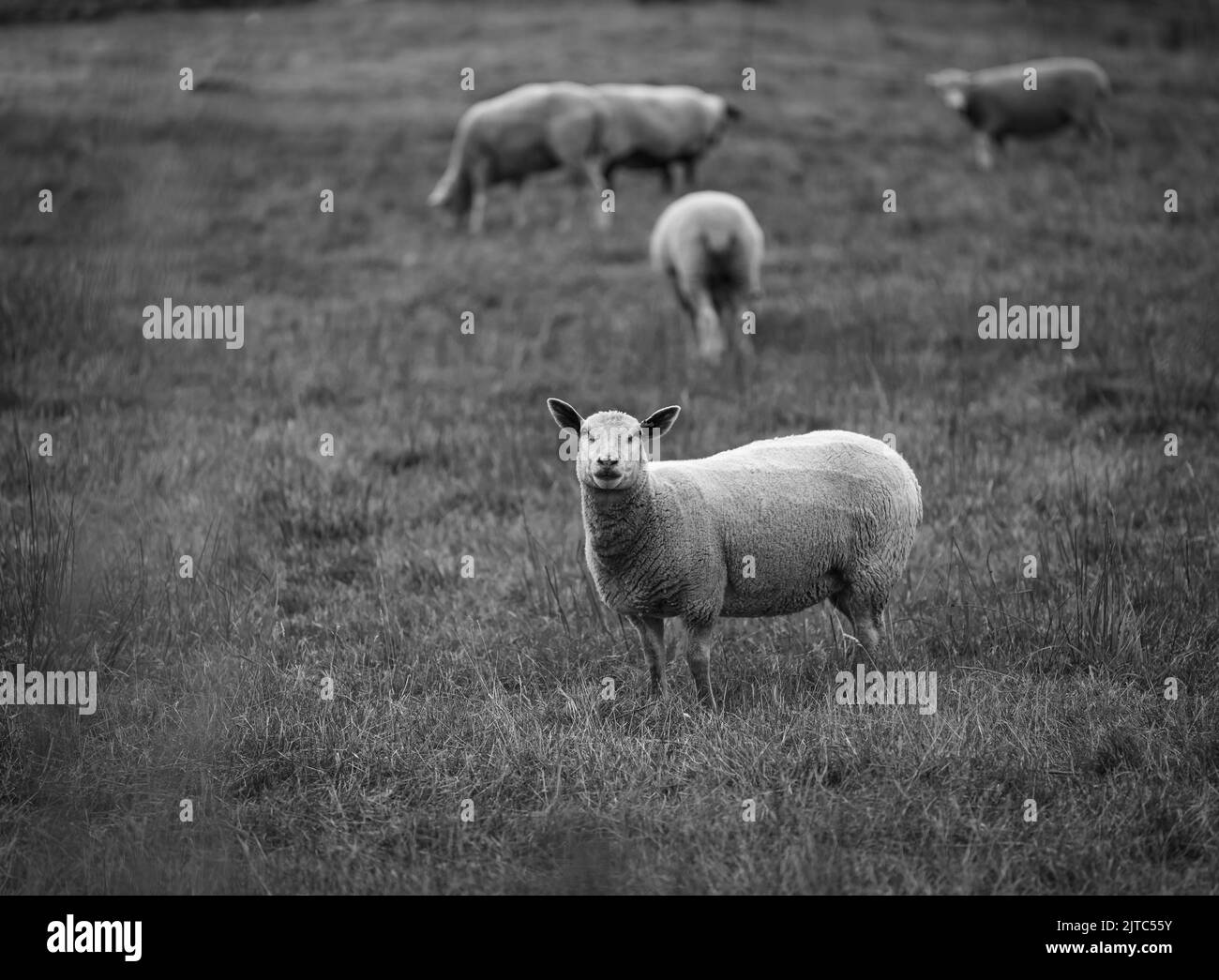 Pecora alla fattoria locale. Un gruppo di pecore su un pascolo si trovano l'una accanto all'altra. Una piccola mandria di pecore in una foto di viaggio prato estivo, nessuna gente, sel Foto Stock