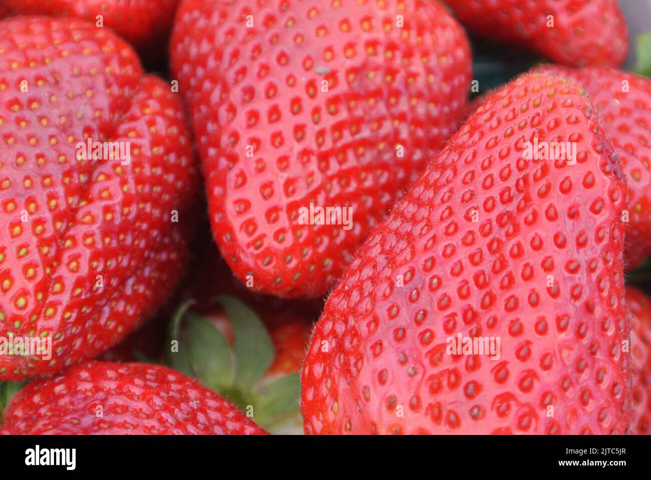 Primo piano di fragole rosse fresche, contenitore di fragole Foto Stock