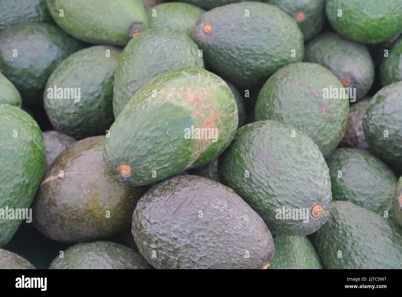 Mazzo di avocado fresco, prodotti della California, mercato degli agricoltori Foto Stock