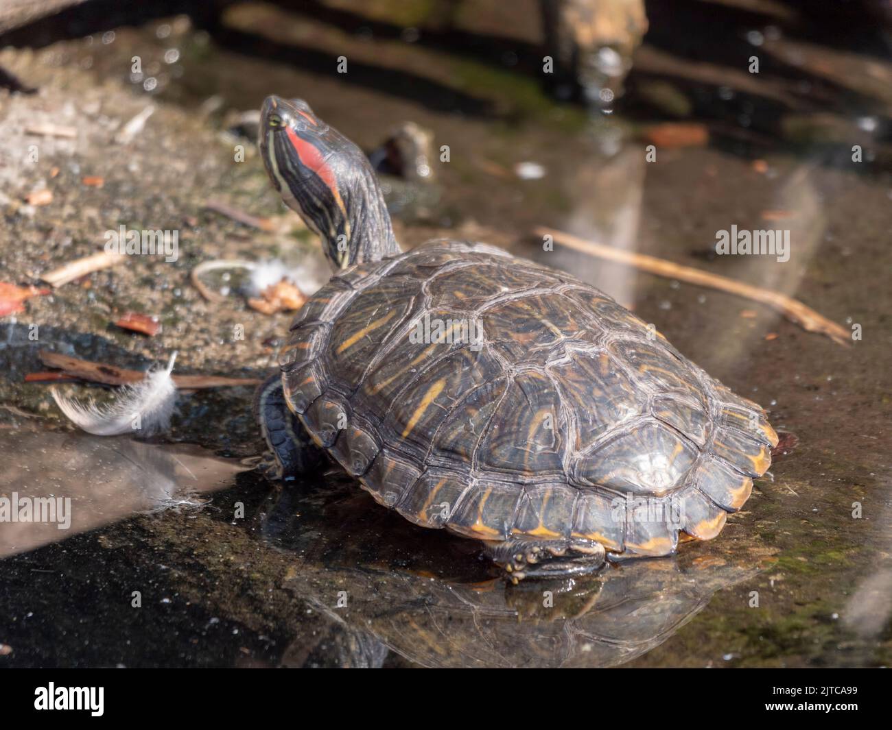 La tartaruga slider dalle orecchie rosse nuota nel lago. Foto Stock