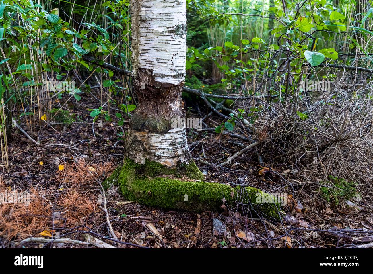 Un castoro ha rosicchiato una betulla vicino al comune di Örebro, in Svezia. La caratteristica forma a clessidra nel tronco è chiaramente visibile. Muschio copre la base dell'albero. Foto Stock