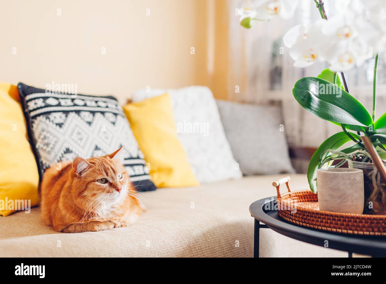 Lo zenzero gatto guarda l'orchidea bianca in fiore sul tavolo rilassandosi sul divano. Gli animali domestici si sentono accoglienti a casa, decorati con fiori. Foto Stock