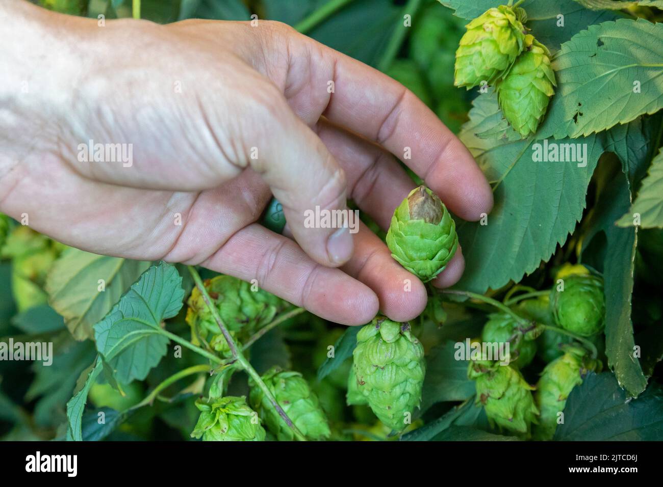 Baroda, Michigan - la scopa di luppolo è vista su un cono di luppolo, o fiore, a Hop Head Farms nel Michigan occidentale. La malattia è causata da un fungo. Foto Stock