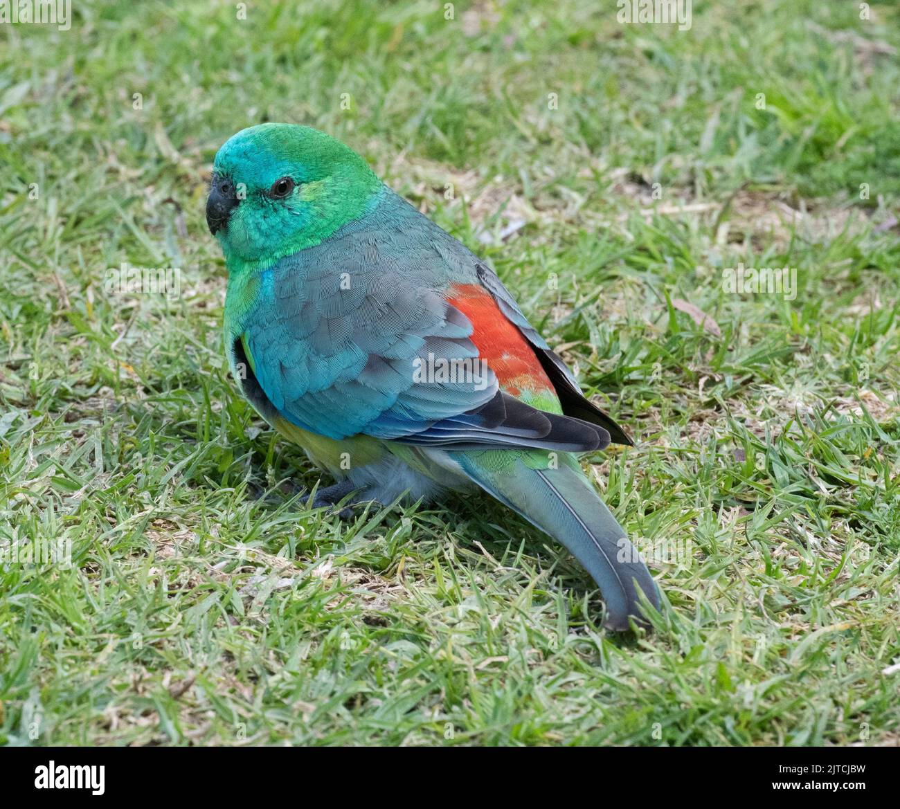 Un maschio rosso rumpappagallo. Foto Stock