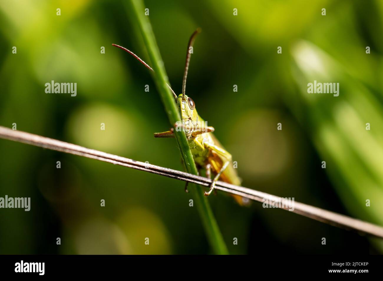 Macro foto di Meadow grasshopper si nasconde dietro un gambo di erba. Orizzontalmente. Foto Stock