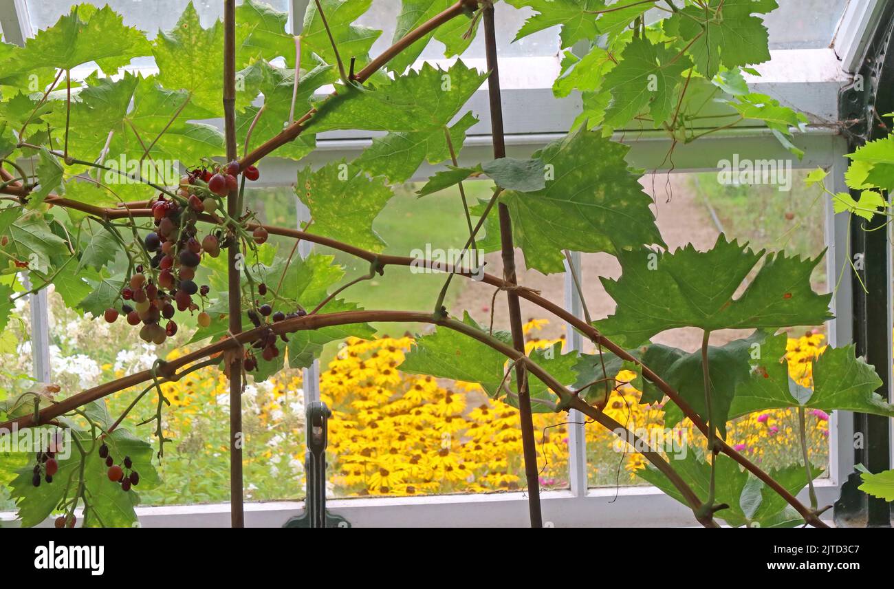 Vite in serre, Giardino con pareti di Grappenhall, Grappenhall Heys, Warrington, Cheshire, Inghilterra, Regno Unito Foto Stock