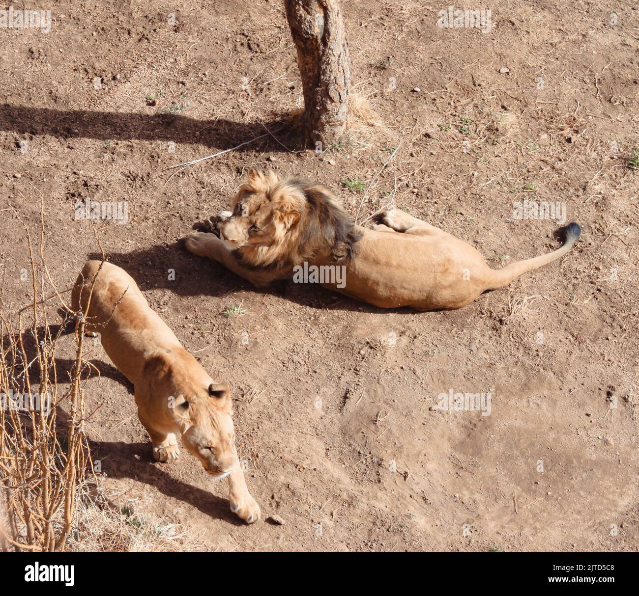 Lions allo zoo di Cheyenne Mountain Foto Stock