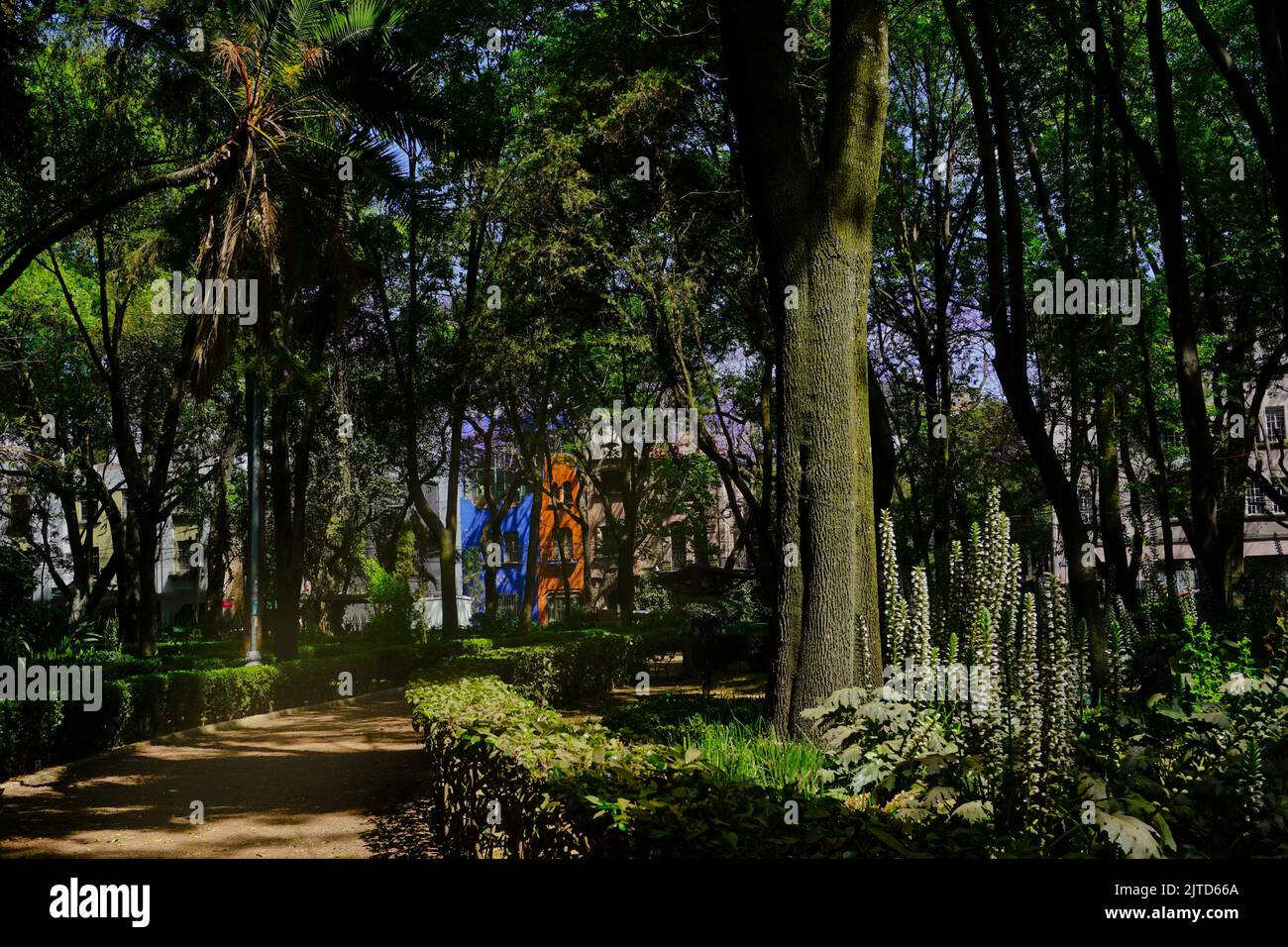 Parque Mexico in quartiere ricco, Città del Messico, Messico, CDMX Foto Stock