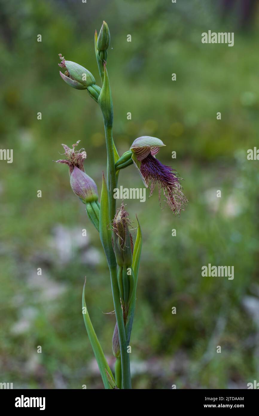 L'Orchidea della barba con purè (Calochillus robertsonii) ha una singola foglia verde scuro e fino a nove fiori da verdi a marroni con strisce rossastre o porpora Foto Stock