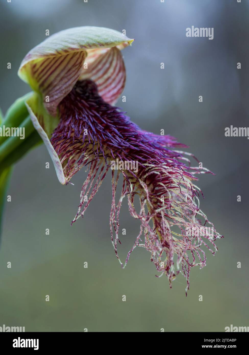 L'Orchidea della barba con purè (Calochillus robertsonii) ha una singola foglia verde scuro e fino a nove fiori da verdi a marroni con strisce rossastre o porpora Foto Stock