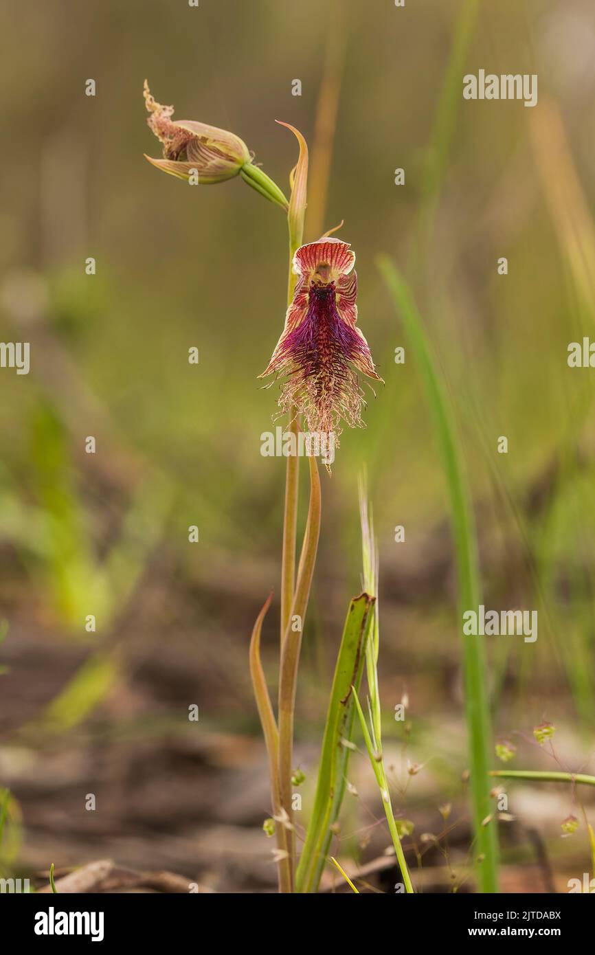 L'Orchidea della barba con purè (Calochillus robertsonii) ha una singola foglia verde scuro e fino a nove fiori da verdi a marroni con strisce rossastre o porpora Foto Stock