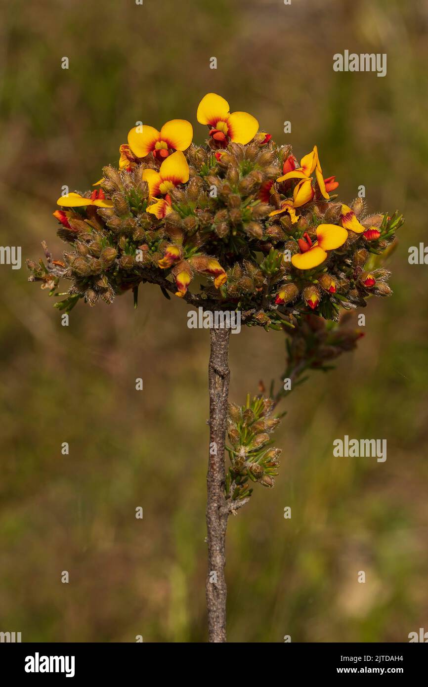 I fiori a forma di pisello rosso dell'arbusto nativo australiano noto come il pappagallo grigio (Dillwynia cinerascens) Foto Stock