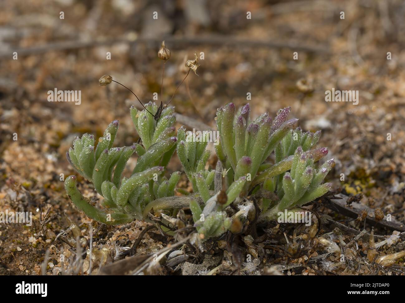 Un breve succulento australiano nativo peloso conosciuto come il Saltbush peloso (Sclerochlamys brachypteris) Foto Stock