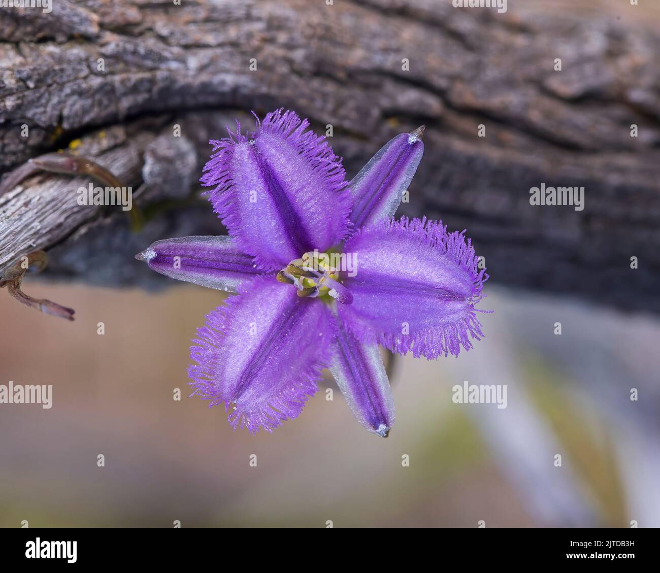 I fiori viola con petali di piume frangiate del giglio della frangia Twining (Thysanotus patersonii) Foto Stock