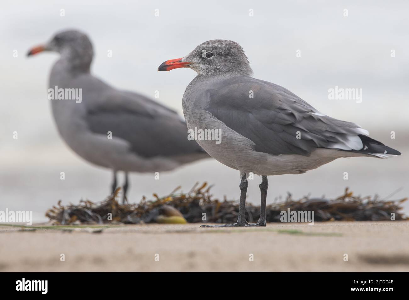 Un paio di gabbiano di Heerman (Larus heermanni) sulla spiaggia di Point Reyes National Seashore, una specie di uccelli endemica della costa occidentale del Nord America. Foto Stock