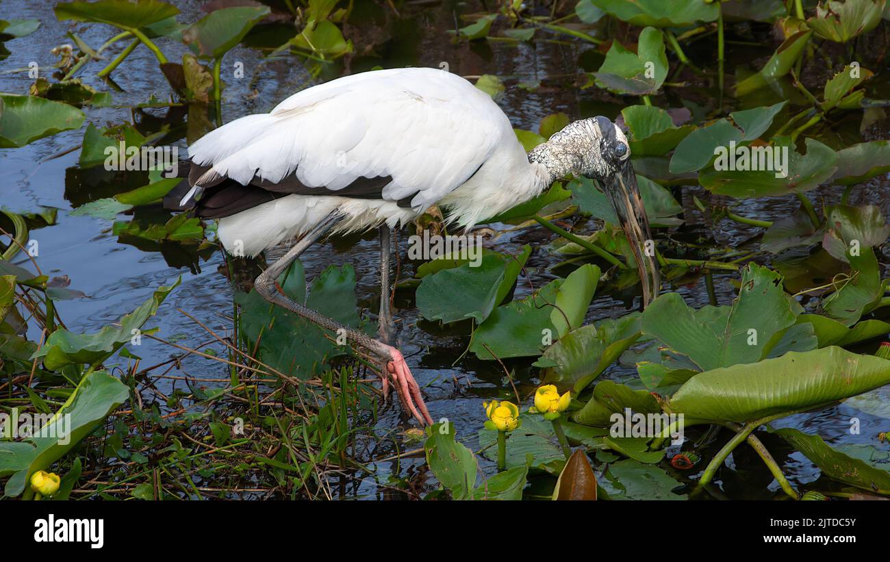 Una cicogna di legno che si nuca lungo l'Anhinga Trail nel Parco Nazionale delle Everglades, Florida, USA. Foto Stock