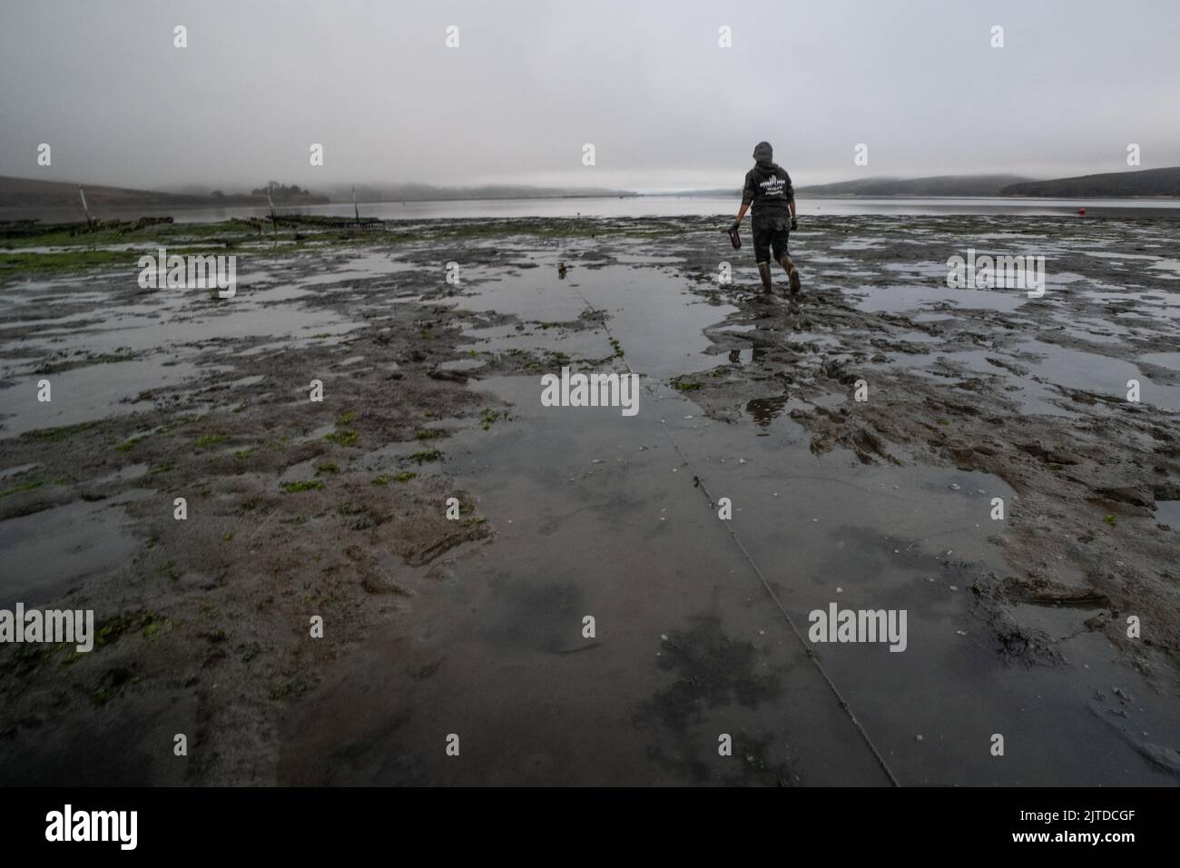 Una sola persona cammina attraverso un piano fangato con la bassa marea nella baia di Tomales, California, USA. Foto Stock