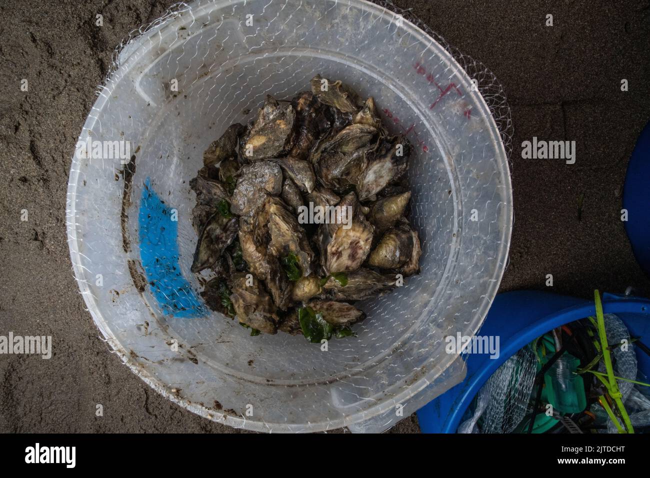 Ostriche del Pacifico (Crassostrea gigas) in un secchio, raccolte dalla baia di tomales in California, Nord America. Foto Stock