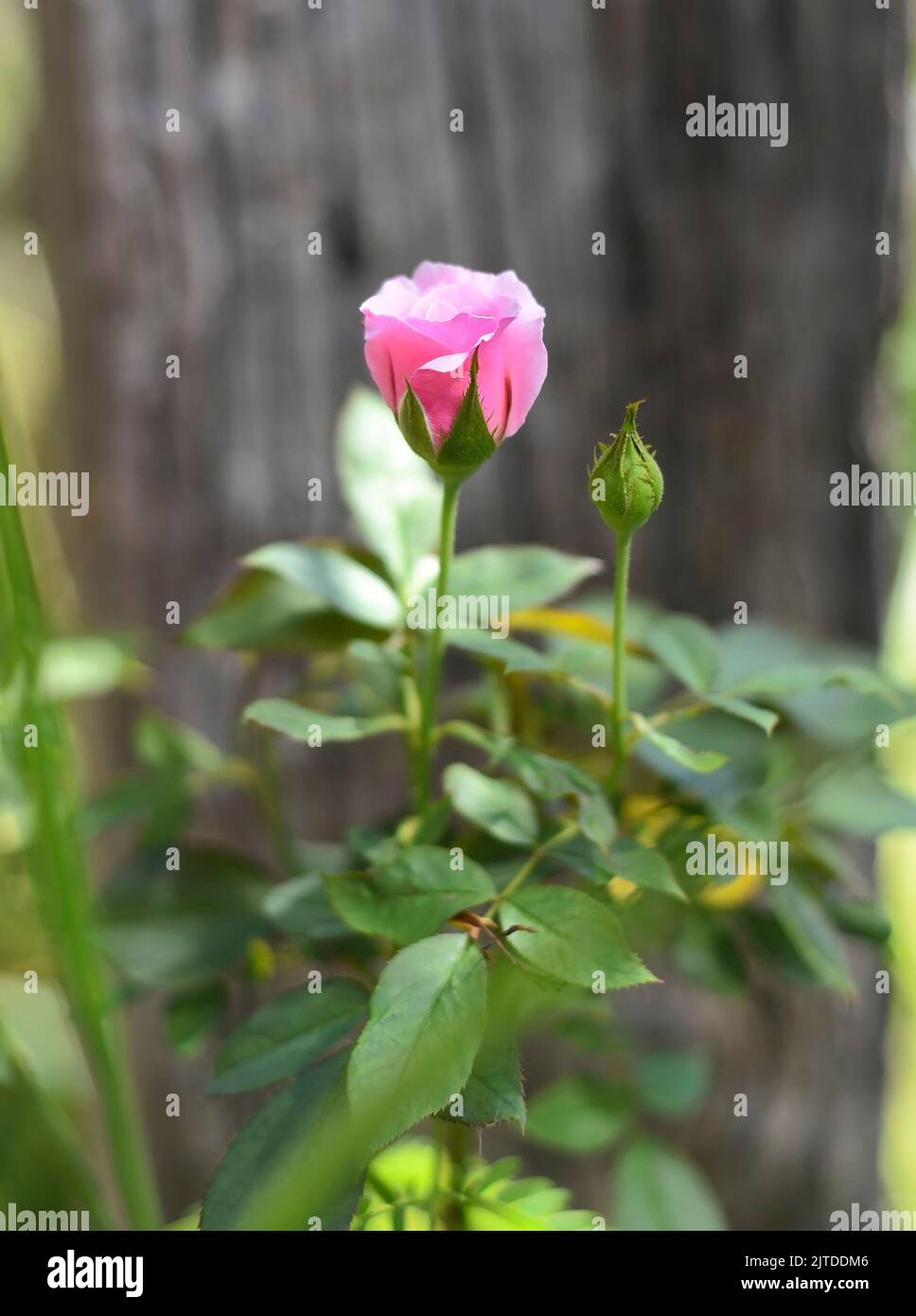 Rosa cinese rosa in un primo piano giardino Foto Stock