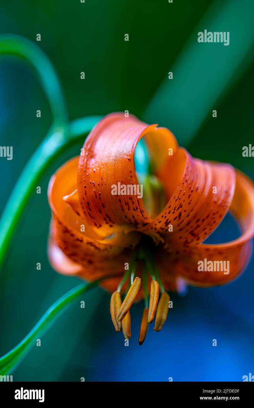 Fiore di Lilium carniolicum che cresce in prato, macro Foto Stock